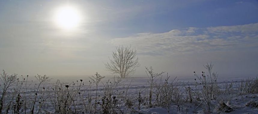 barren field with solo tree and muted sun setting