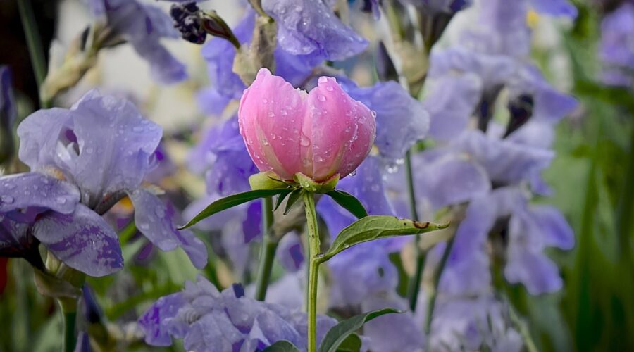 pale purple irises in a garden, with a pink peony in front of them