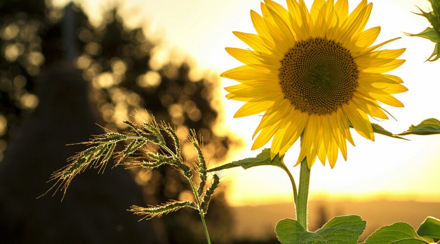 A bright sunflower backlit by a golden sunset.