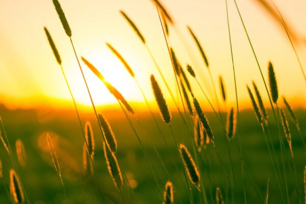 summer grasses against a golden sunset