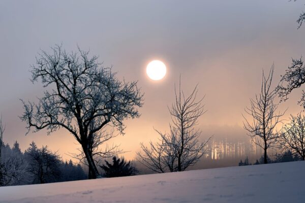 Barren snowy trees and a lowhanging winter sun