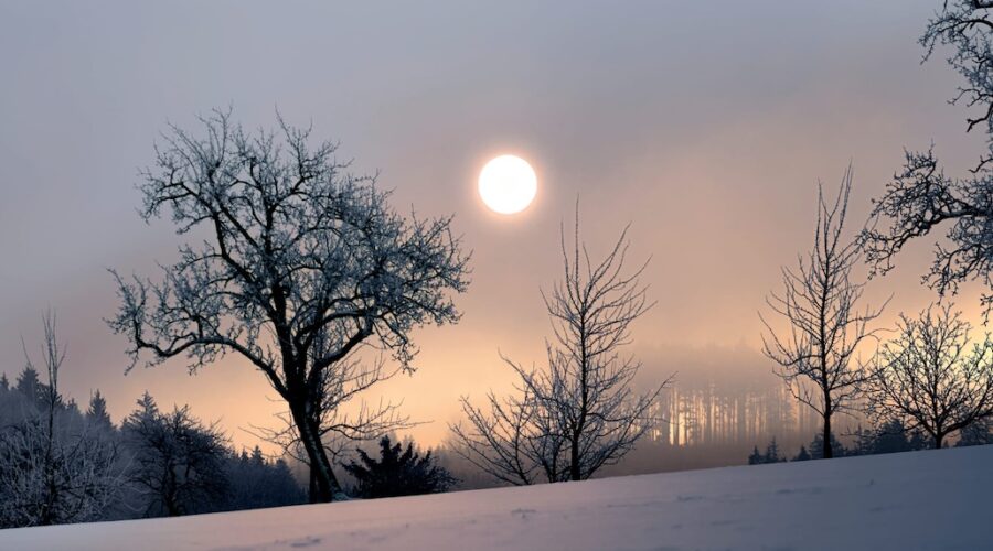 Barren snowy trees and a lowhanging winter sun