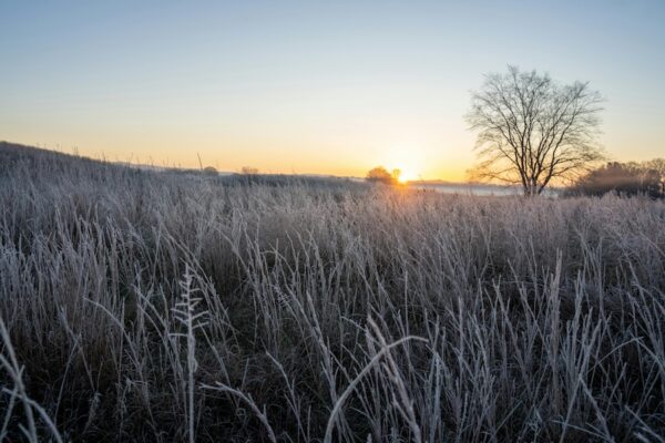 early winter sunrise on a barren tree in a field