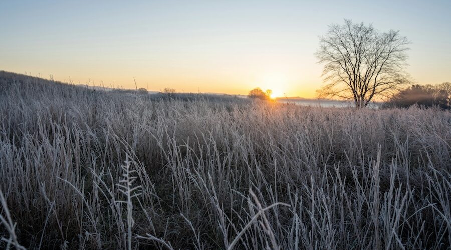 early winter sunrise on a barren tree in a field