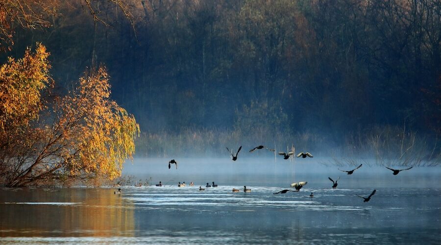 fall leaves and water birds landing on a river