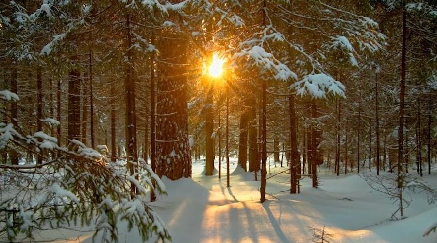 A low winter sun casting shadows through a snowy forest