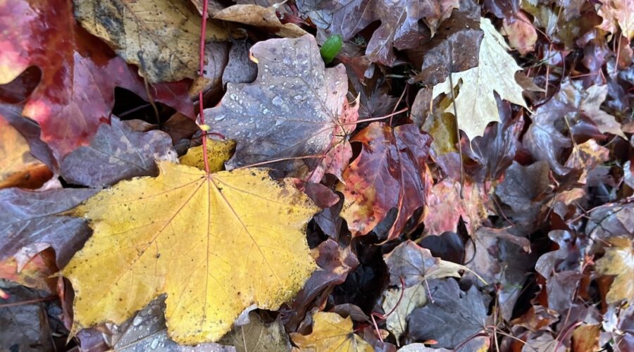 colorful autumn leaves on a sidewalk