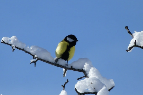 small bird on snowy branch against blue sky